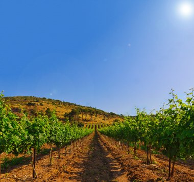 Yeşil bağ ve İsrail HDR mavi gökyüzü