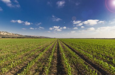 Yeşil buğday alanları ve mavi gökyüzü