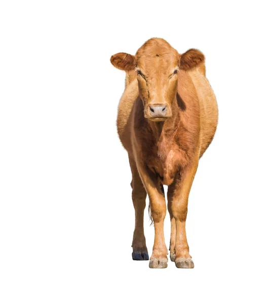 Vaca oCalf isolado em branco — Fotografia de Stock