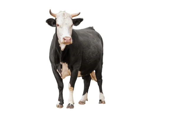 Vaca isolada em branco — Fotografia de Stock