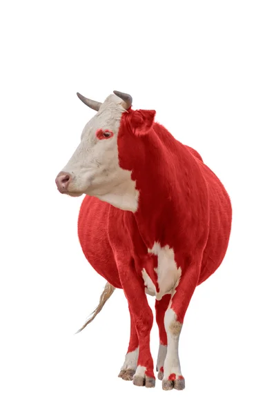 Vaca roja aislada en blanco —  Fotos de Stock
