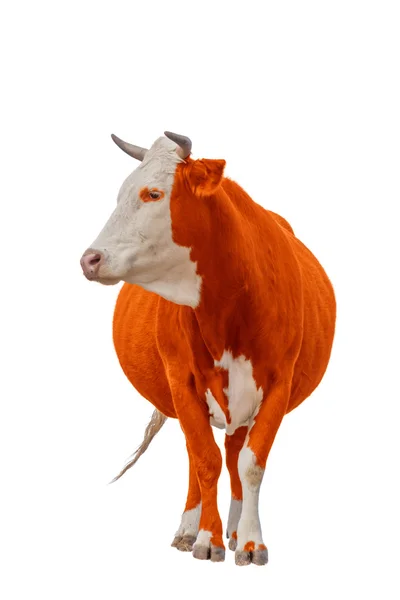 Vaca Vermelha Isolada em Branco — Fotografia de Stock