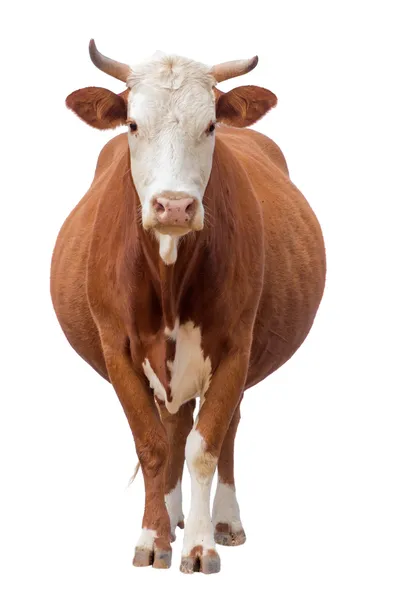 Vache isolée sur blanc — Photo