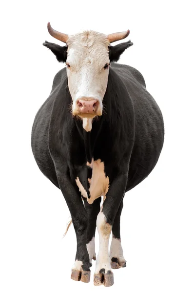 Koe geïsoleerd op wit — Stockfoto