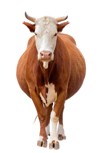 Vache isolée sur blanc — Photo