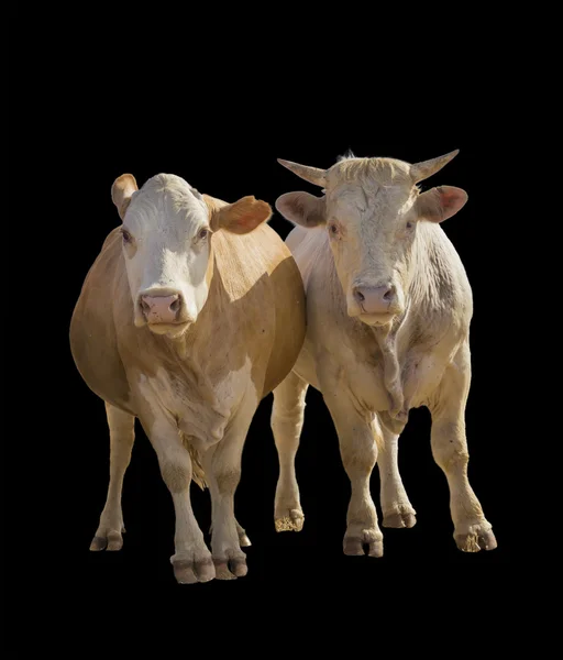 Ternero de vaca aislado en negro —  Fotos de Stock