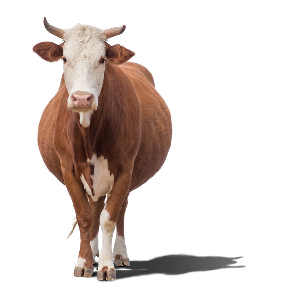 Cow isolated on white