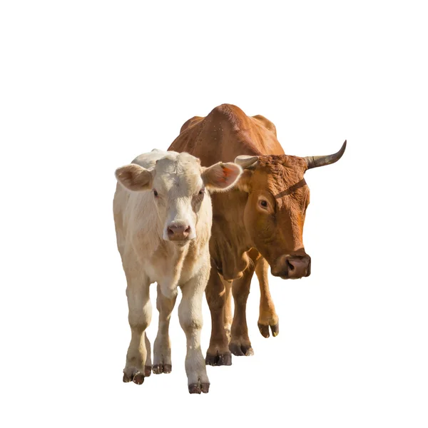 Ocalf krowy na białym tle — Zdjęcie stockowe