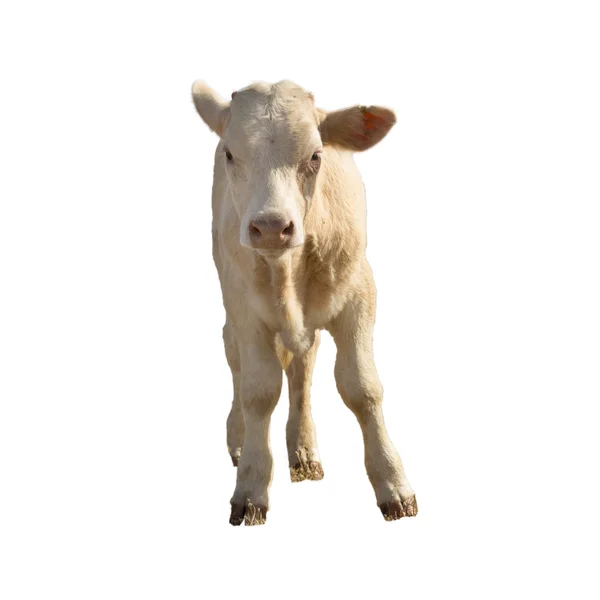 Ocalf krowy na białym tle — Zdjęcie stockowe