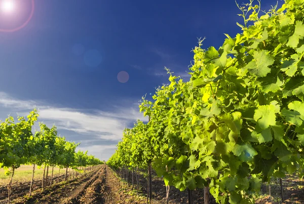 Groene wijngaard en blauwe hemel in Israël hdr — Stockfoto