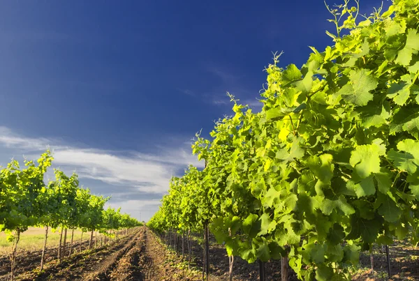 Green vineyard and blue sky in Israel HDR — Stock Photo, Image