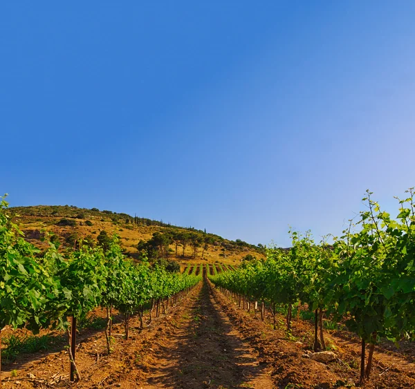 Green vineyard and blue sky in Israel HDR — Stock Photo, Image