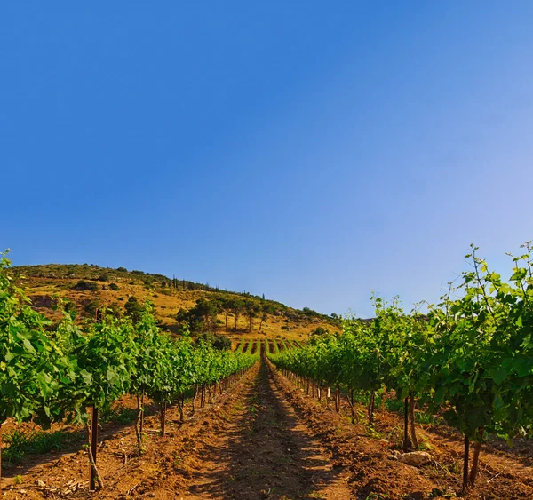 Vinha verde e céu azul em Israel HDR — Fotografia de Stock