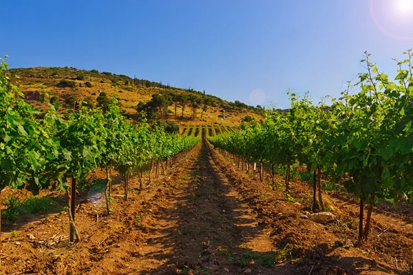 Зеленый виноградник и голубое небо в Израиле HDR — стоковое фото
