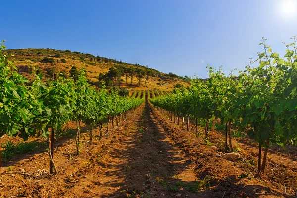 Winnica zielony i niebieski niebo w Izraelu hdr — Zdjęcie stockowe