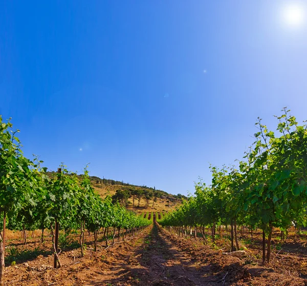 Green vineyard and blue sky in Israel HDR — Stock Photo, Image