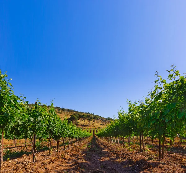 Campos de trigo verde e céu azul — Fotografia de Stock