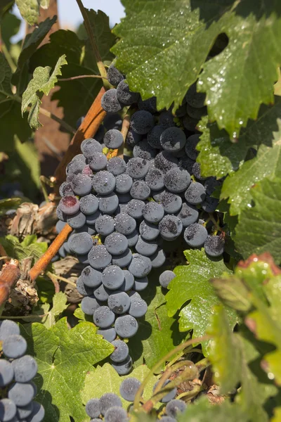 Grapes in vineyard — Stock Photo, Image