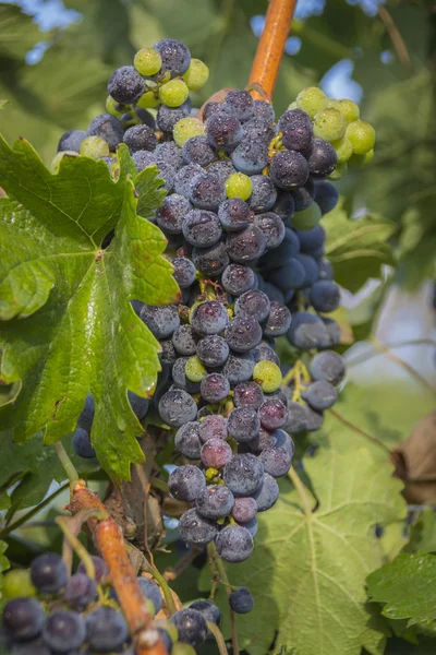 Trauben im Weinberg — Stockfoto