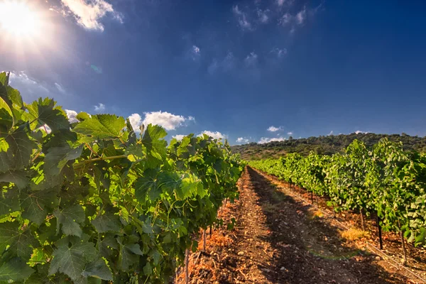 Campos de trigo verde e céu azul — Fotografia de Stock