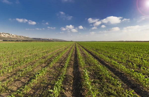 Yeşil buğday alanları ve mavi gökyüzü — Stok fotoğraf