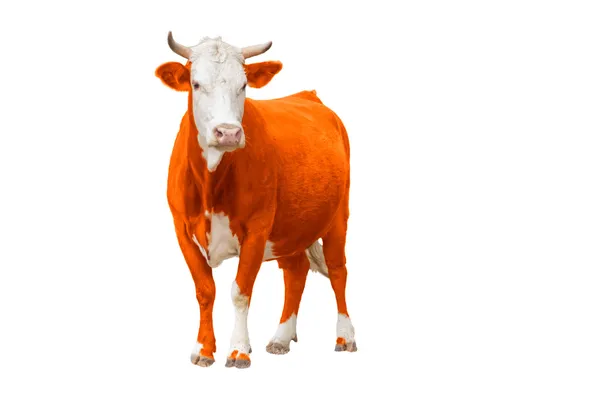 Rode koe geïsoleerd op wit Stockfoto