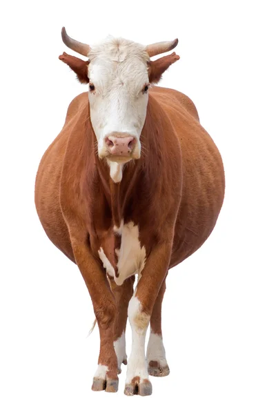 Koe geïsoleerd op wit Rechtenvrije Stockfoto's