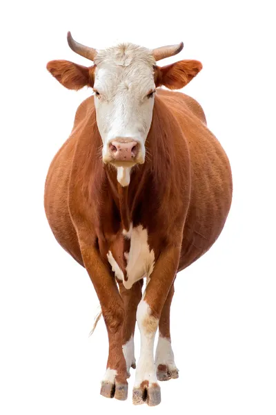 Koe geïsoleerd op wit Stockfoto