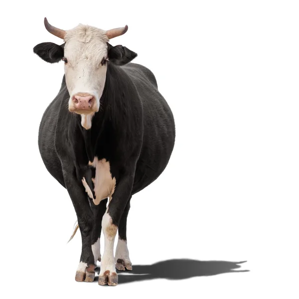 Cow isolated on white — Stock Image Cow isolated on white Stock Photo