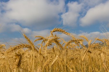 buğday alan mavi gökyüzü