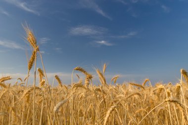 buğday alan mavi gökyüzü