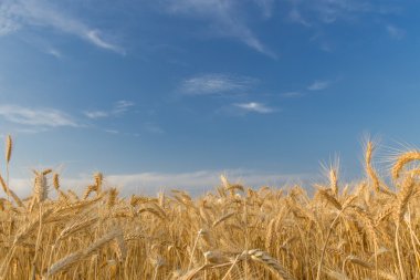 buğday alan mavi gökyüzü
