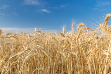 buğday alan mavi gökyüzü