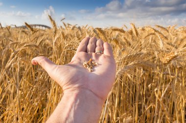buğday alan mavi gökyüzü