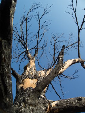 gökyüzü yanık ağaç