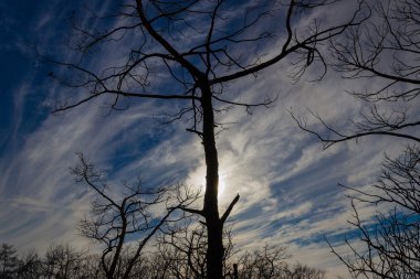 gökyüzü yanık ağaç