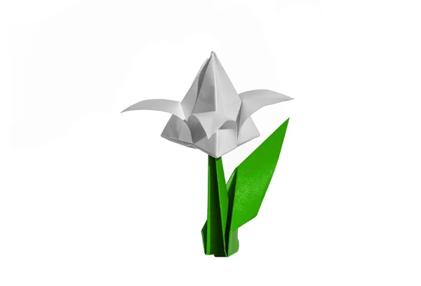 Origami flor branca, tulipa, isolado em branco — Fotografia de Stock