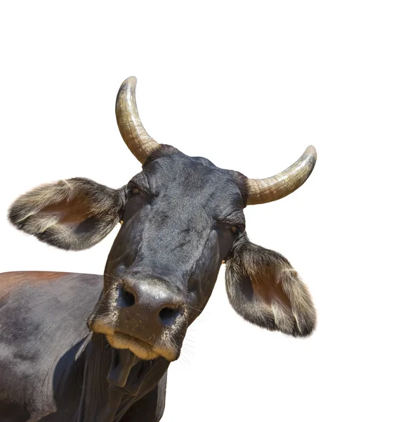 Koe geïsoleerd op wit — Stockfoto