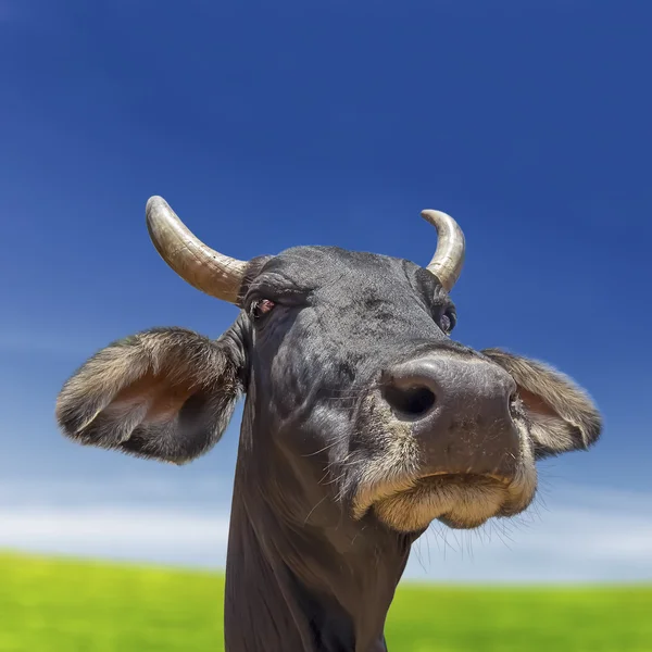 Cow isolated on grass and sky — Stock Photo, Image