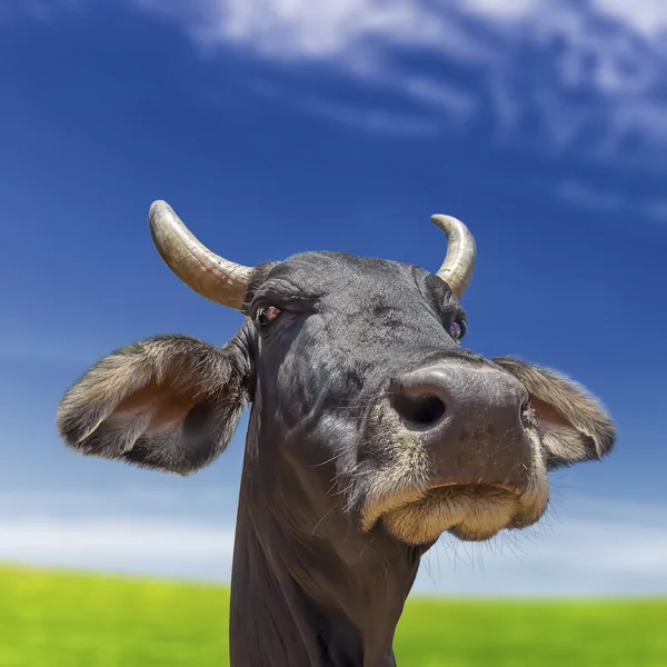 Cabeça de vaca isolada — Fotografia de Stock