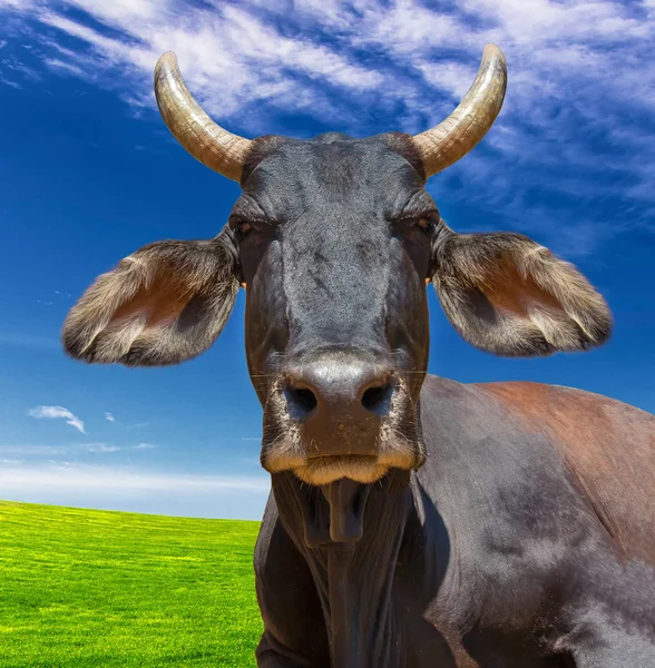 Kráva, samostatný — Stock fotografie