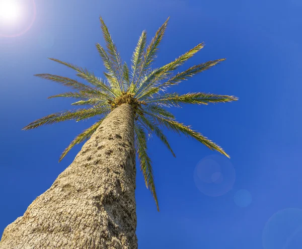 Palm trees against the blue sky Isolated — Stock Photo, Image