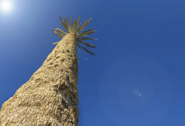 Palm trees against the blue sky Isolated — Stock Photo, Image