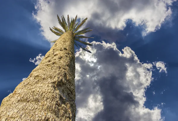 Palm trees against the blue sky Isolated — Stock Photo, Image