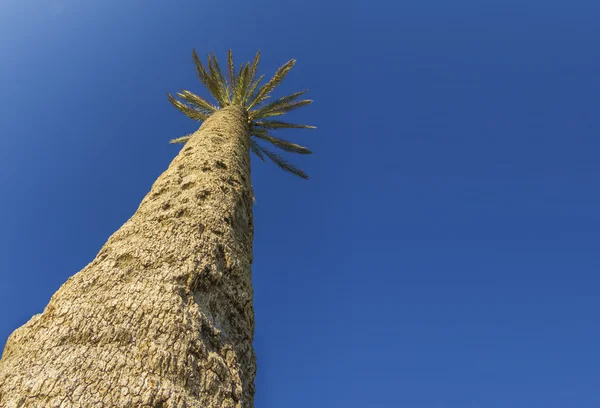 Palmeras contra el cielo azul Aisladas — Foto de Stock