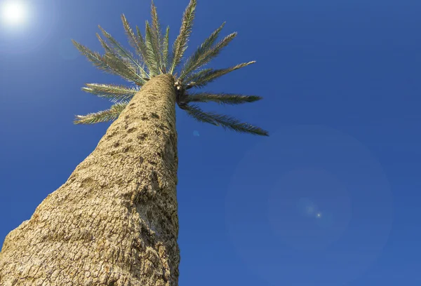 Palm trees against the blue sky Isolated — Stock Photo, Image