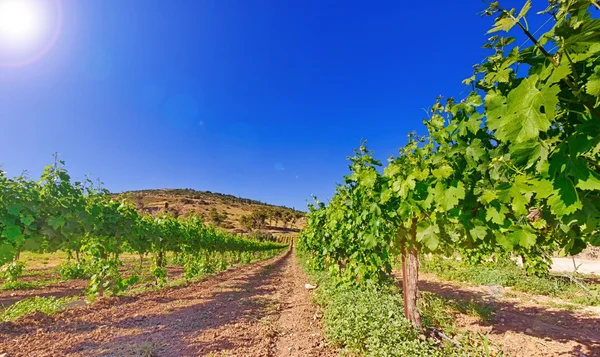 Green vineyard and blue sky in Israel HDR — Stock Photo, Image