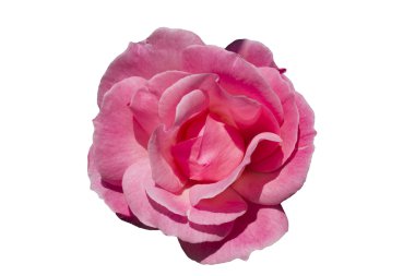 pembe ve mor orkide çiçekleri beyaz izole