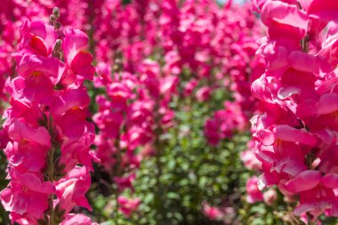 pembe ve mor orkide çiçekleri beyaz izole