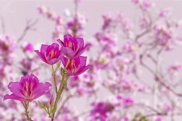 Flores de orquídea rosa e roxa isoladas em branco — Fotografia de Stock